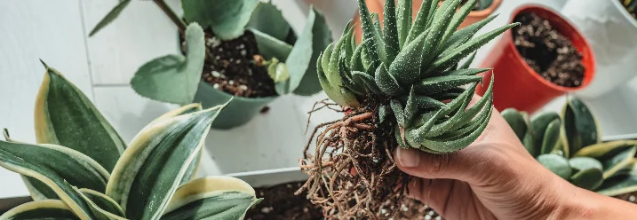 Person hält Sukkulente mit Wurzeln